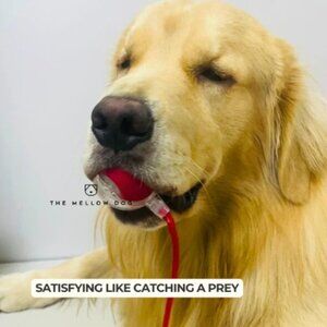 Automatic Dog Walker